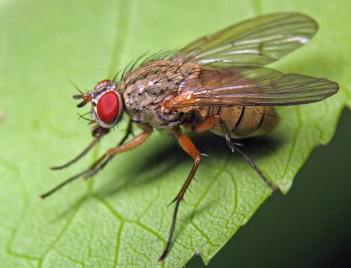 вредители чеснока: луковая муха