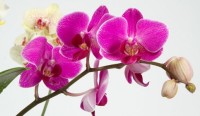 чеснок орхидея